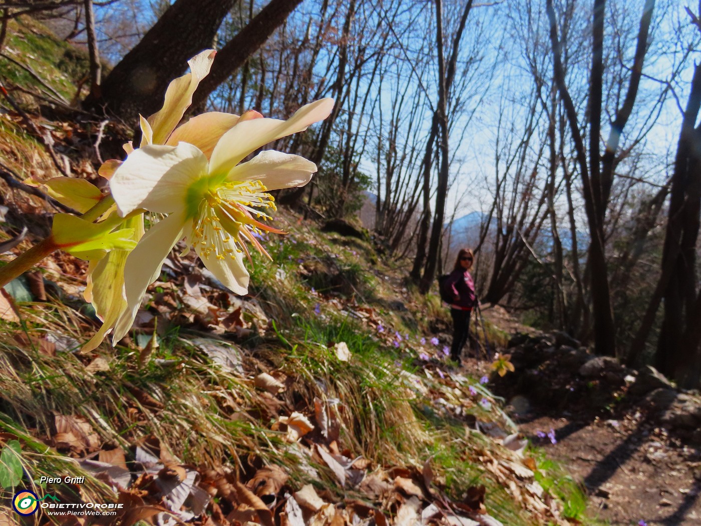 66 Helleborus niger (Elleboro in fiore).JPG